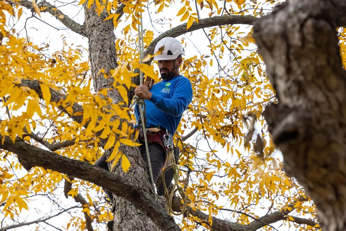 Skilled Tree Planing crew working in Buzzards Bay